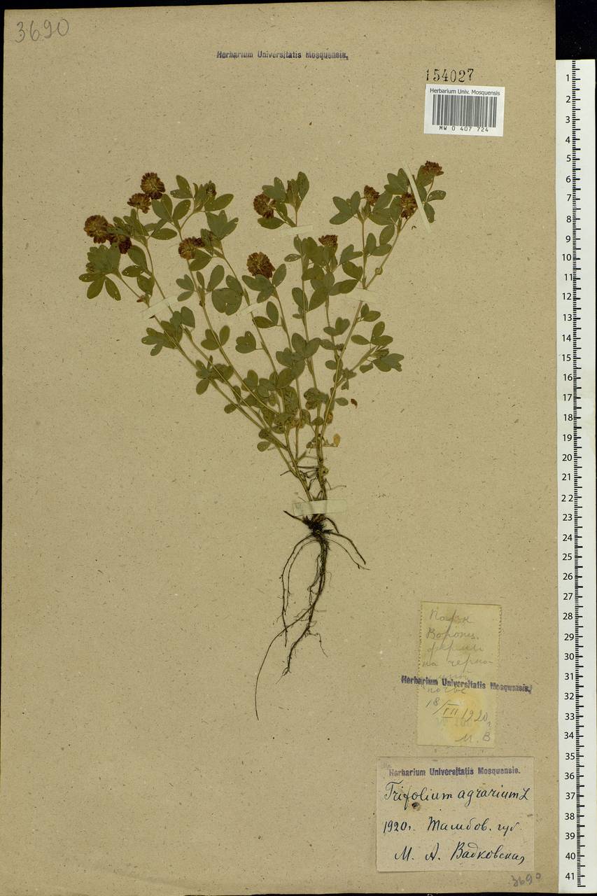 Trifolium aureum Pollich, Eastern Europe, Central forest-and-steppe region (E6) (Russia)