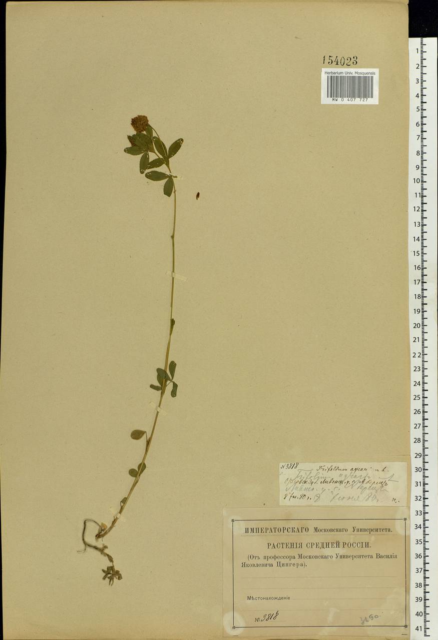 Trifolium aureum Pollich, Eastern Europe, Central forest-and-steppe region (E6) (Russia)