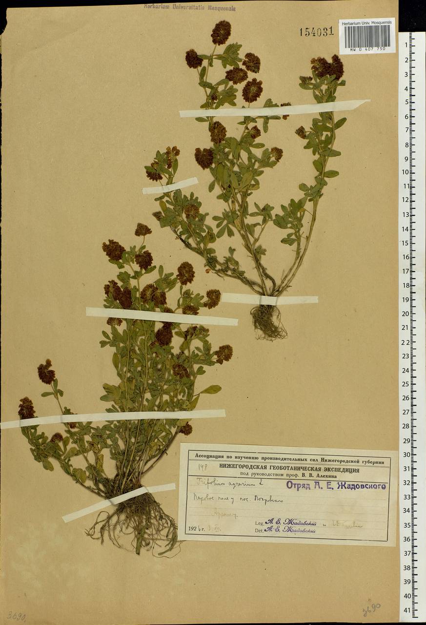 Trifolium aureum Pollich, Eastern Europe, Volga-Kama region (E7) (Russia)