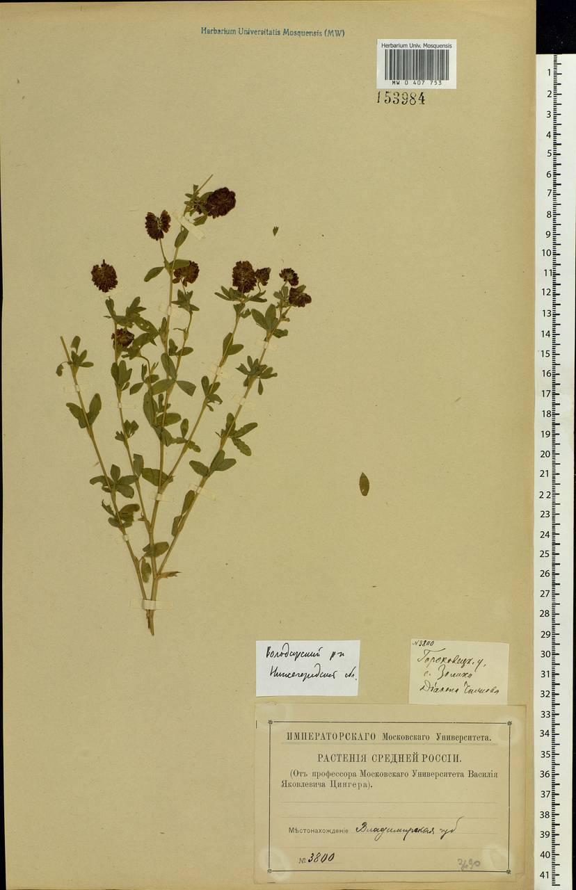 Trifolium aureum Pollich, Eastern Europe, Volga-Kama region (E7) (Russia)