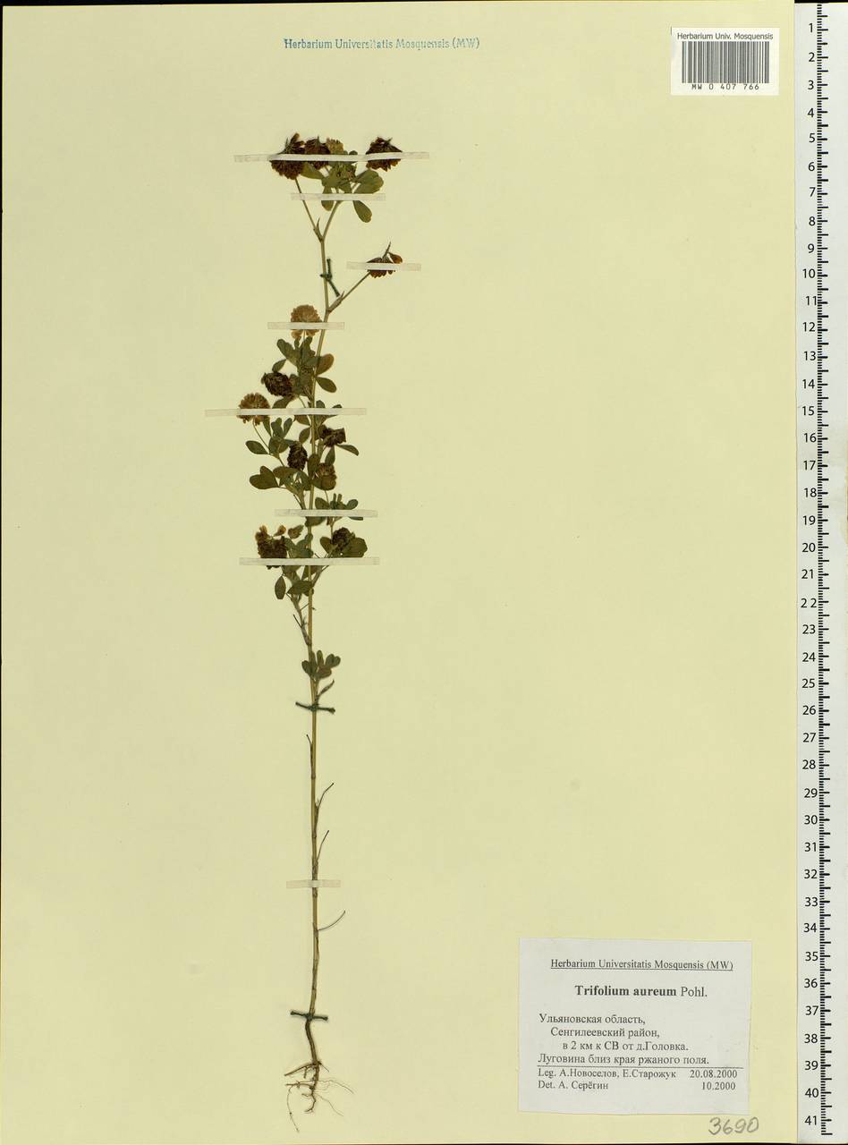 Trifolium aureum Pollich, Eastern Europe, Middle Volga region (E8) (Russia)