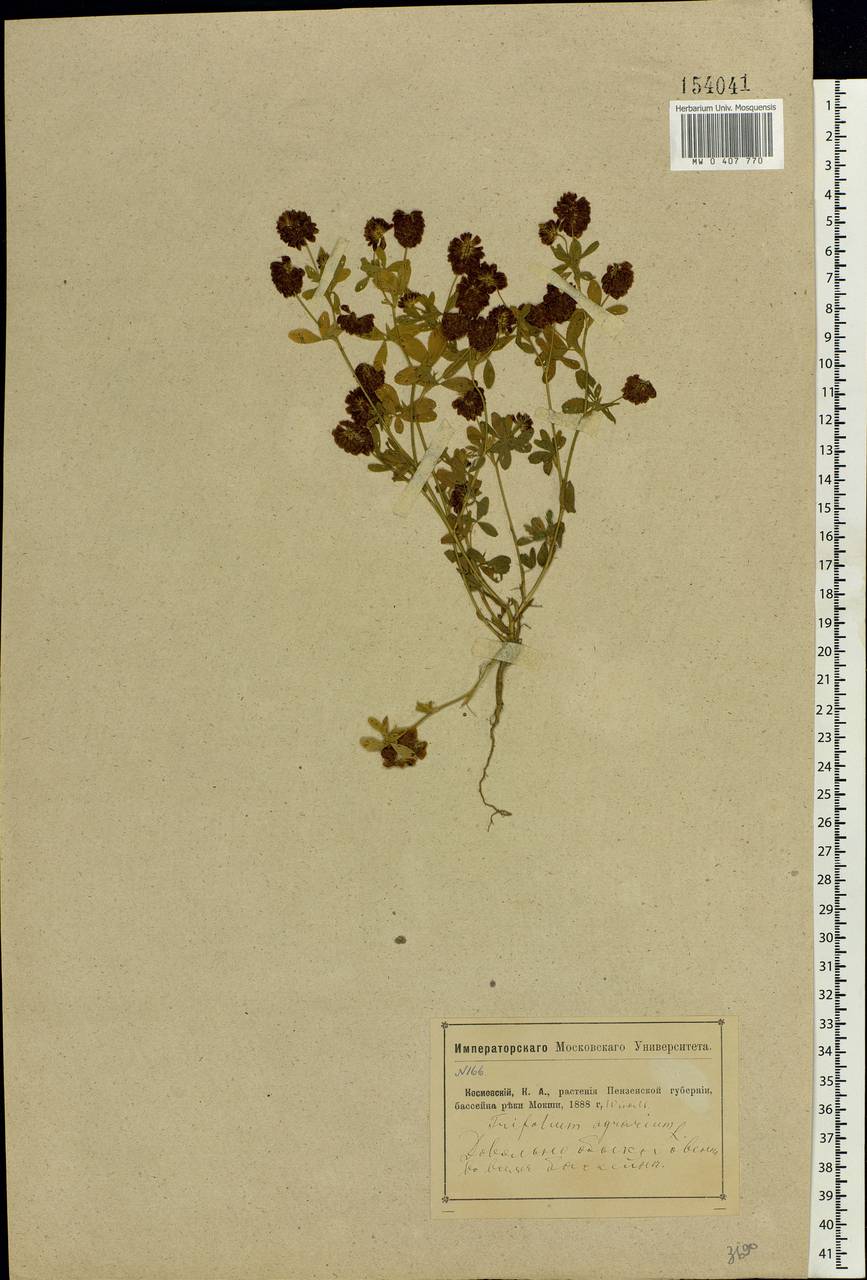 Trifolium aureum Pollich, Eastern Europe, Middle Volga region (E8) (Russia)