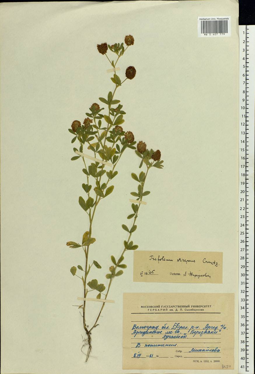 Trifolium aureum Pollich, Eastern Europe, Lower Volga region (E9) (Russia)