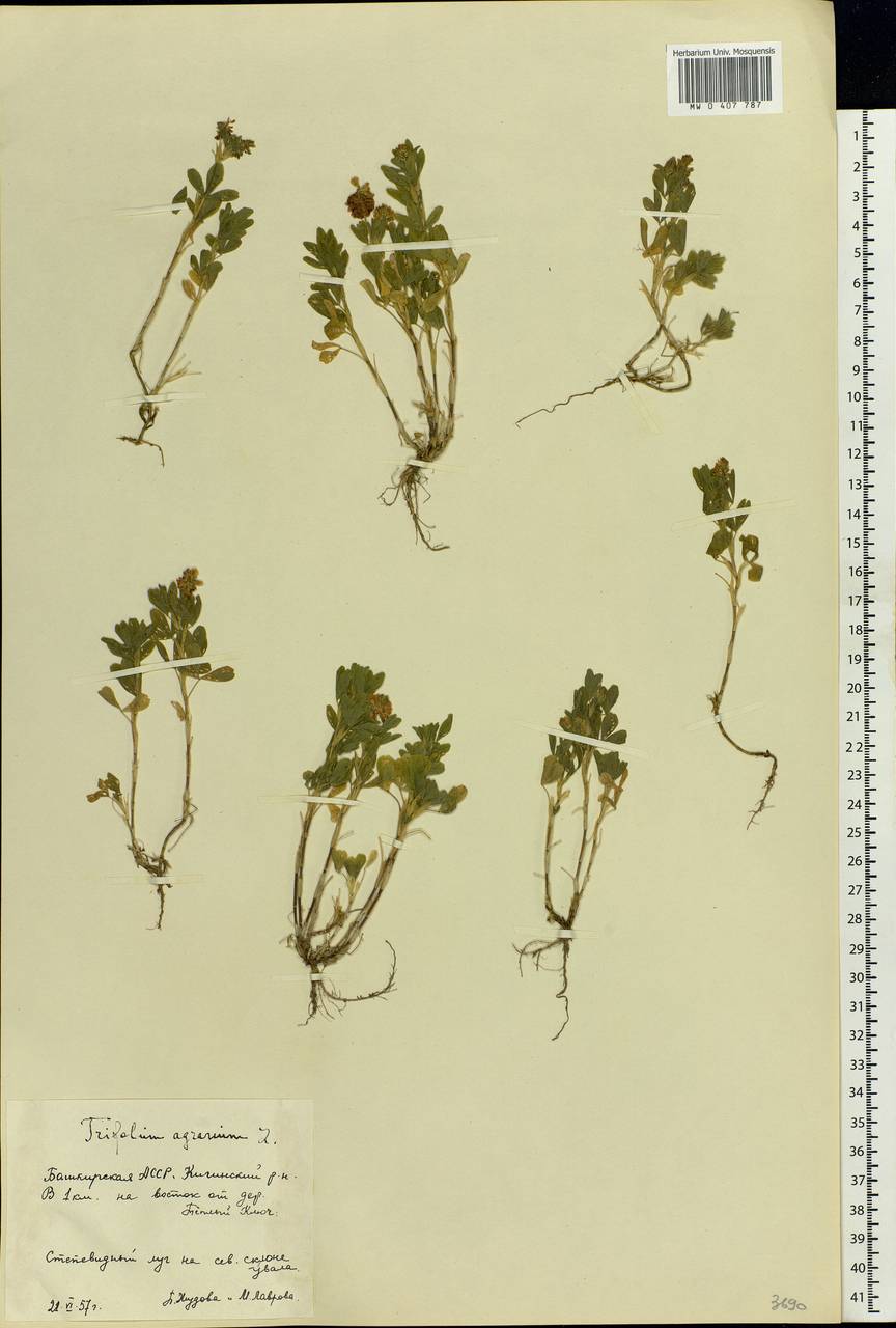 Trifolium aureum Pollich, Eastern Europe, Eastern region (E10) (Russia)