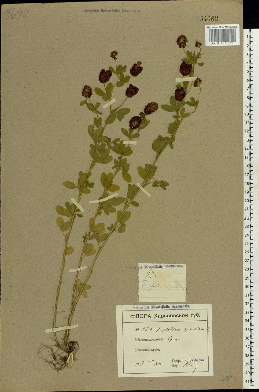 Trifolium aureum Pollich, Eastern Europe, North Ukrainian region (E11) (Ukraine)