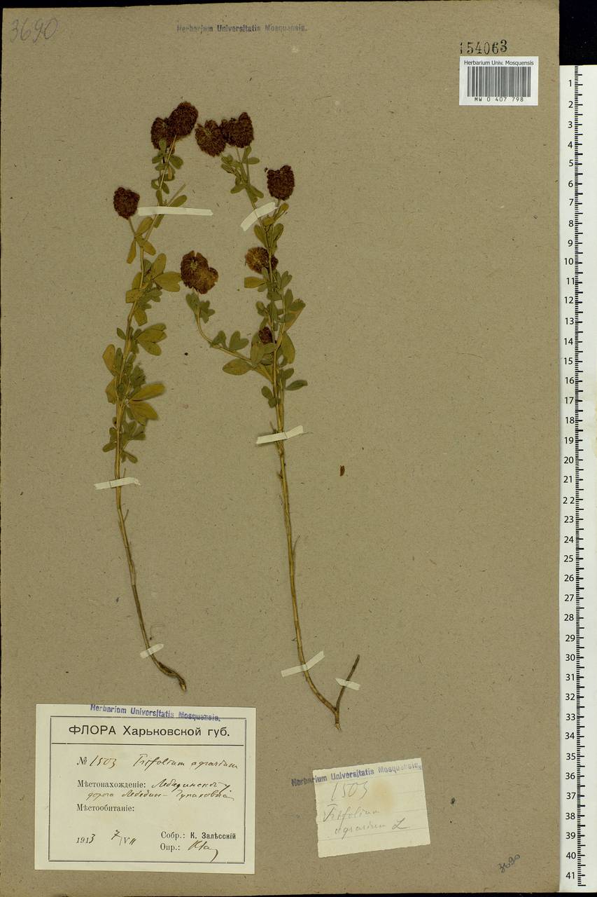 Trifolium aureum Pollich, Eastern Europe, North Ukrainian region (E11) (Ukraine)