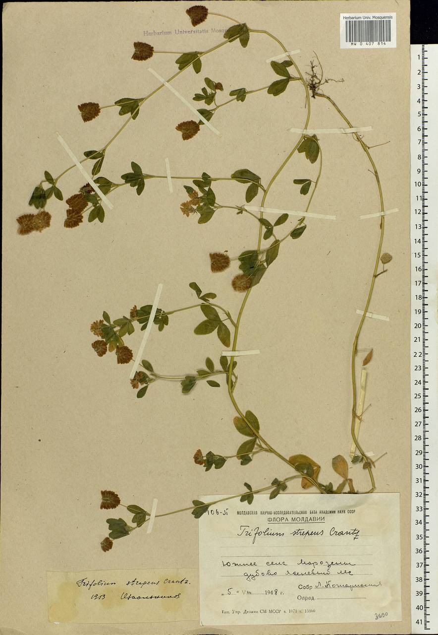 Trifolium aureum Pollich, Eastern Europe, Moldova (E13a) (Moldova)