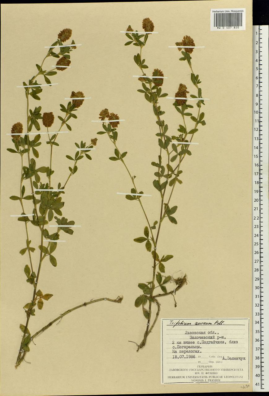Trifolium aureum Pollich, Eastern Europe, West Ukrainian region (E13) (Ukraine)