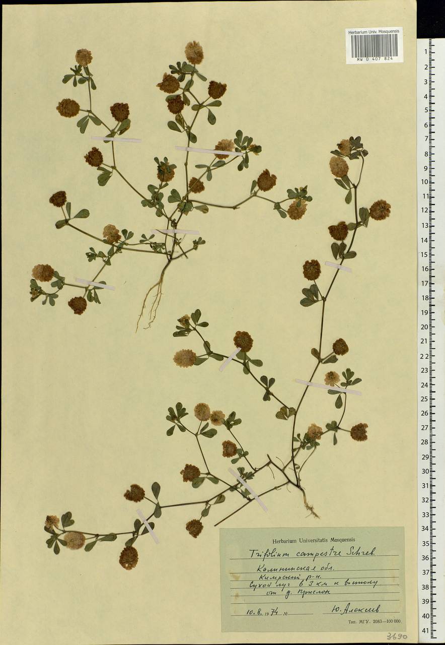 Trifolium campestre Schreb., Eastern Europe, North-Western region (E2) (Russia)