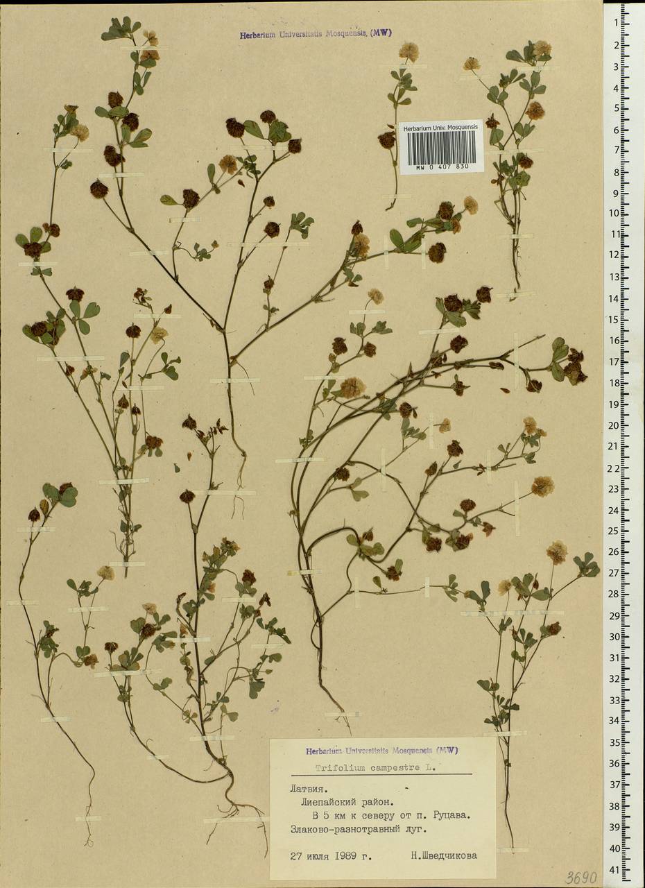 Trifolium campestre Schreb., Eastern Europe, Latvia (E2b) (Latvia)