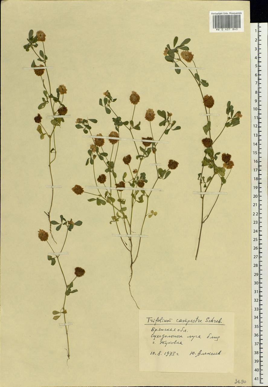 Trifolium campestre Schreb., Eastern Europe, Western region (E3) (Russia)