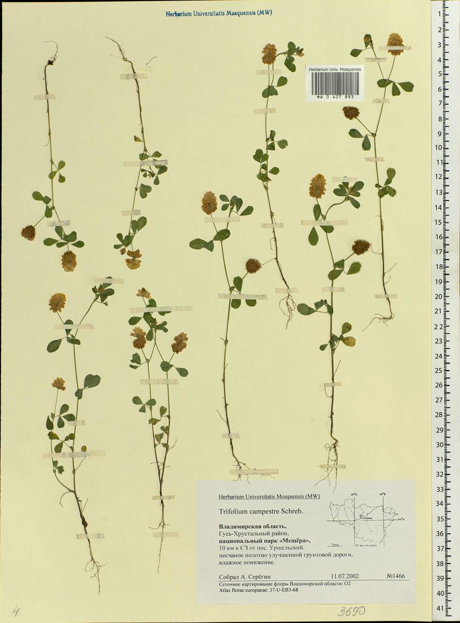 Trifolium campestre Schreb., Eastern Europe, Central region (E4) (Russia)