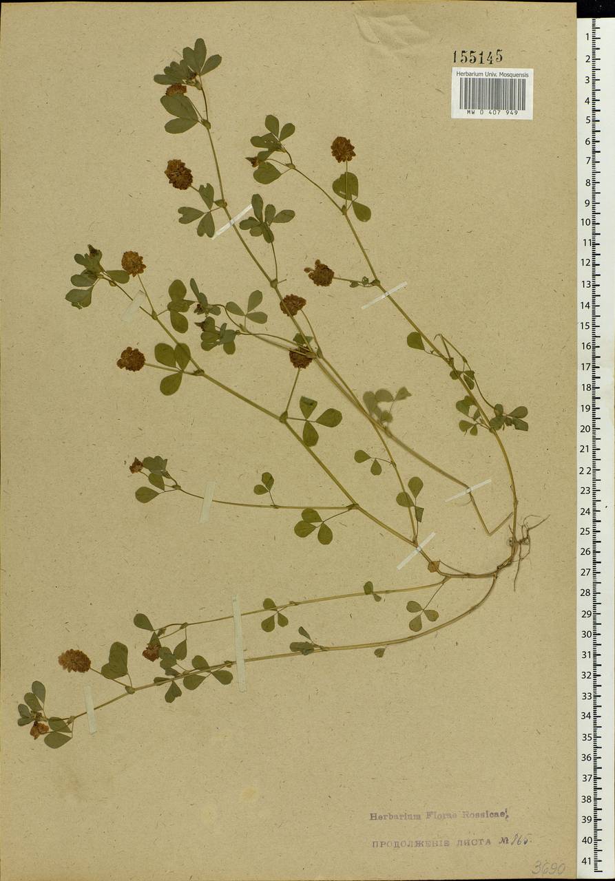 Trifolium campestre Schreb., Eastern Europe, Central forest-and-steppe region (E6) (Russia)