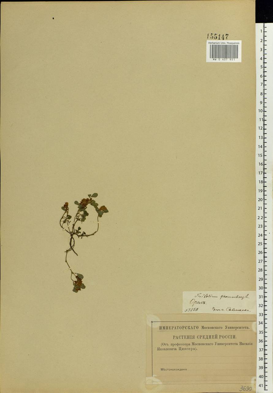 Trifolium campestre Schreb., Eastern Europe, Central forest-and-steppe region (E6) (Russia)