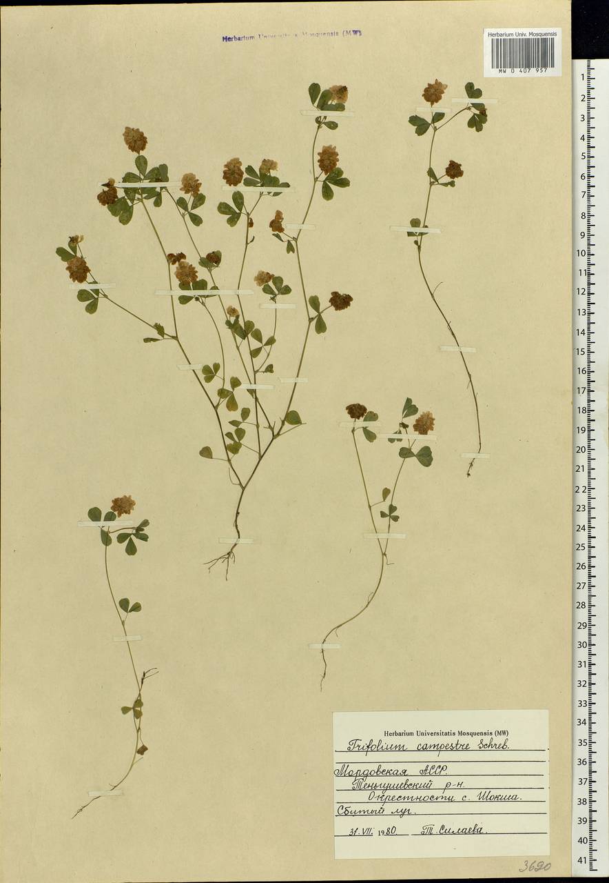 Trifolium campestre Schreb., Eastern Europe, Middle Volga region (E8) (Russia)