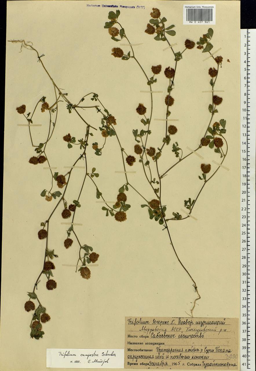 Trifolium campestre Schreb., Eastern Europe, Middle Volga region (E8) (Russia)
