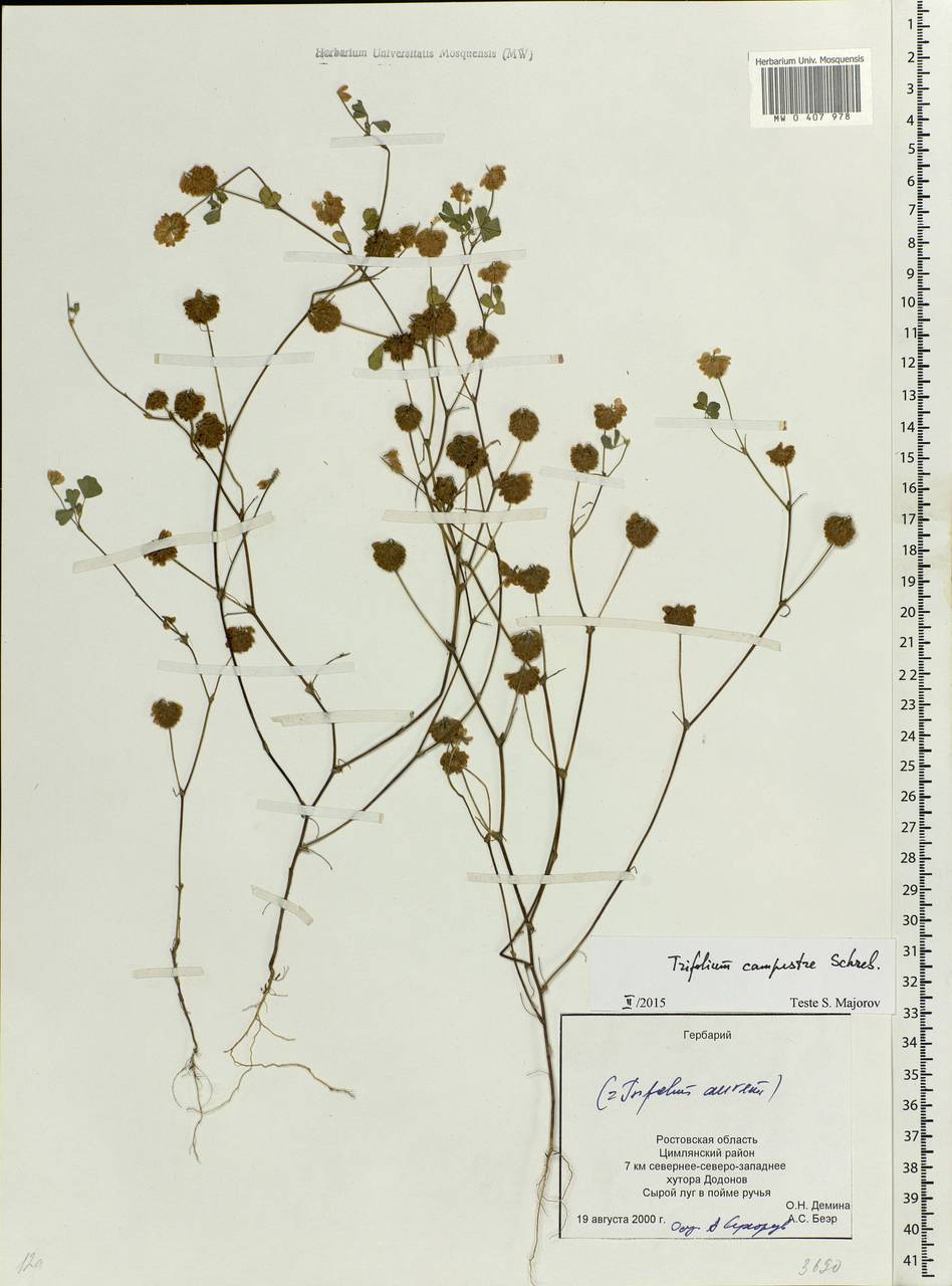 Trifolium campestre Schreb., Eastern Europe, Rostov Oblast (E12a) (Russia)