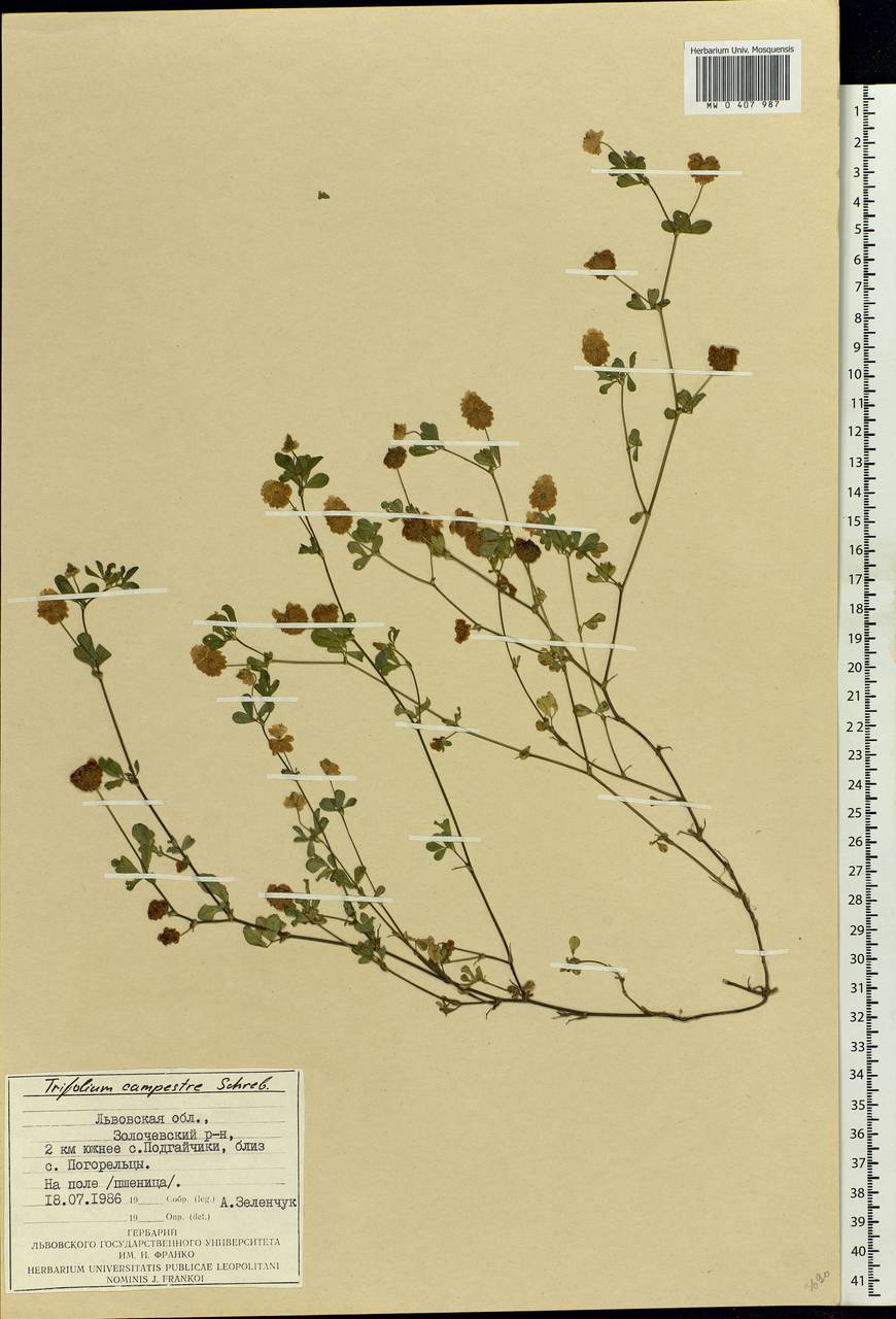Trifolium campestre Schreb., Eastern Europe, West Ukrainian region (E13) (Ukraine)