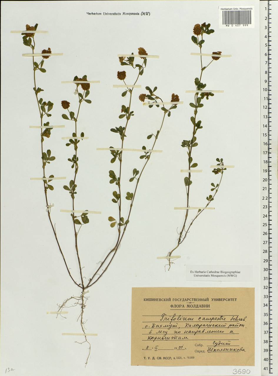 Trifolium campestre Schreb., Eastern Europe, Moldova (E13a) (Moldova)