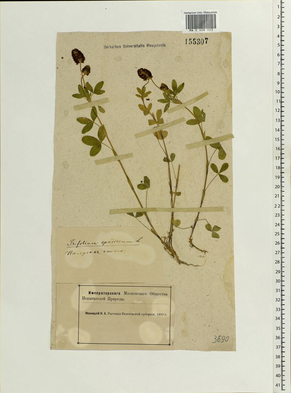Trifolium spadiceum L., Eastern Europe, Northern region (E1) (Russia)