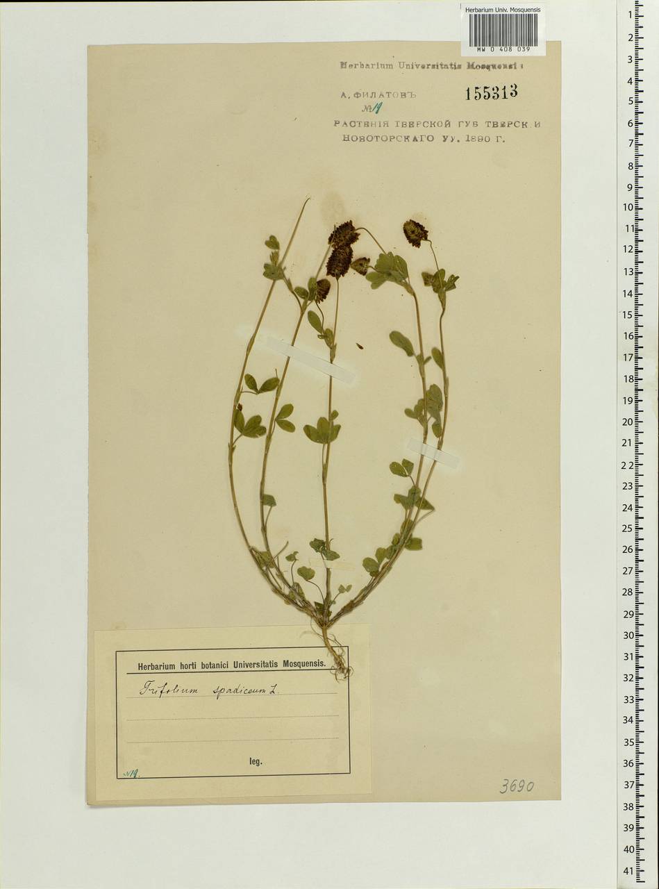 Trifolium spadiceum L., Eastern Europe, North-Western region (E2) (Russia)