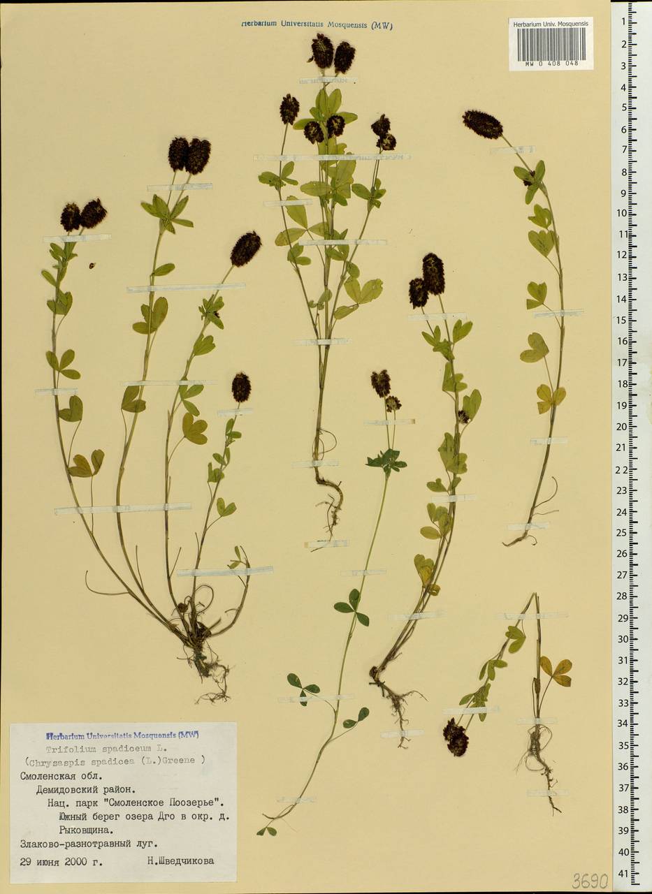 Trifolium spadiceum L., Eastern Europe, Western region (E3) (Russia)