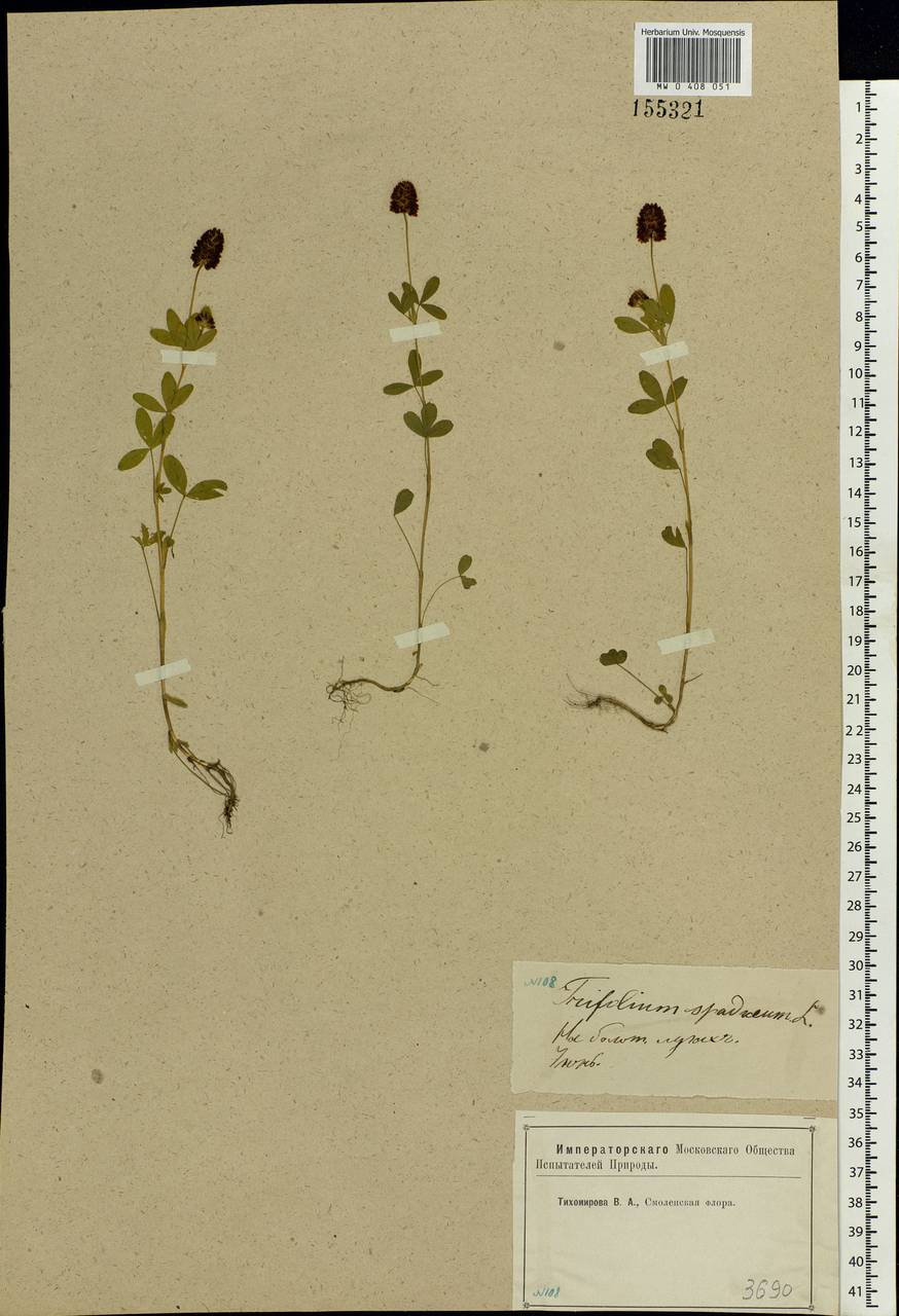 Trifolium spadiceum L., Eastern Europe, Western region (E3) (Russia)