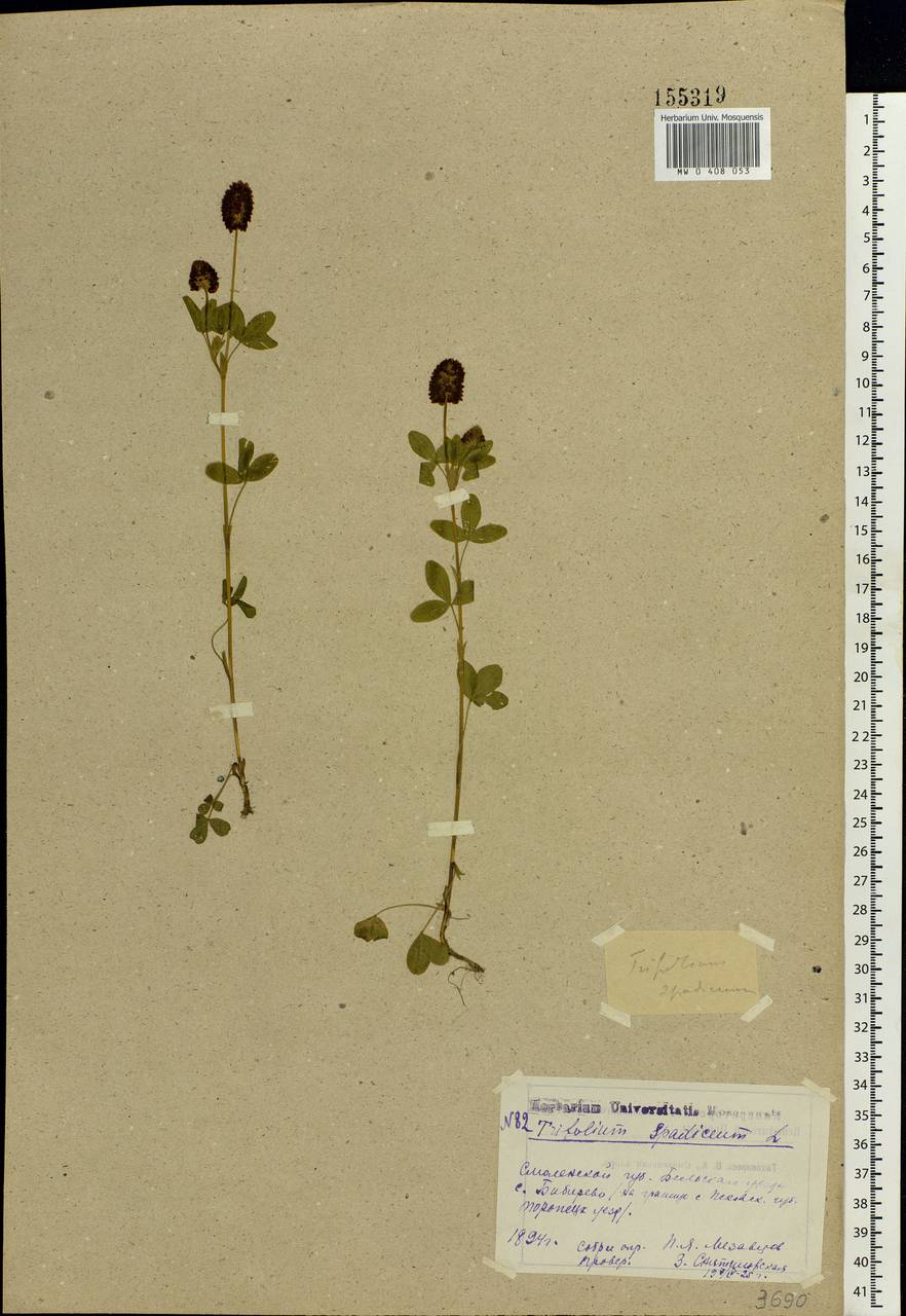 Trifolium spadiceum L., Eastern Europe, North-Western region (E2) (Russia)