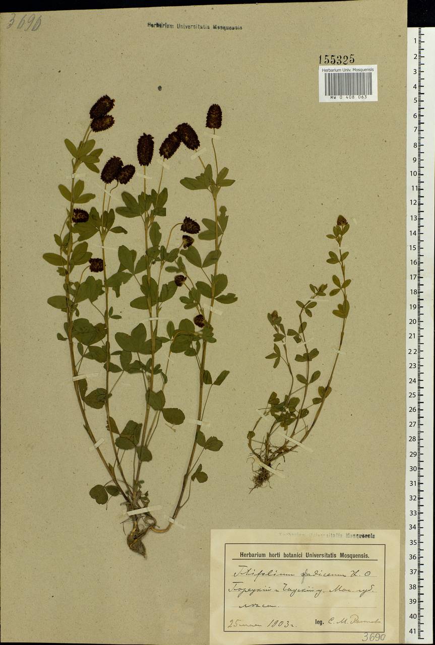 Trifolium spadiceum L., Eastern Europe, Belarus (E3a) (Belarus)