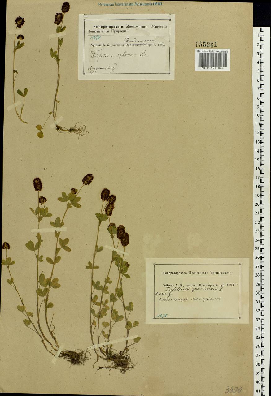 Trifolium spadiceum L., Eastern Europe, Central region (E4) (Russia)