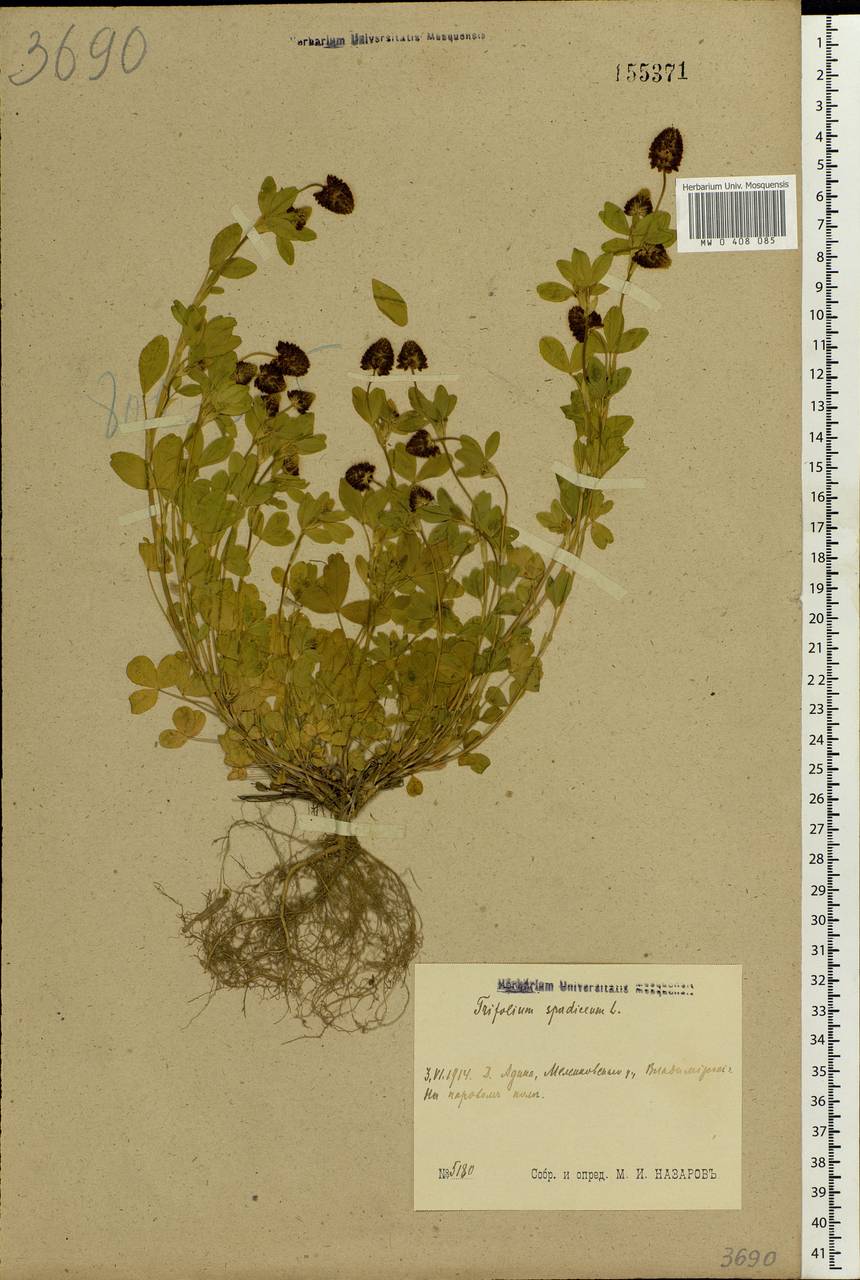 Trifolium spadiceum L., Eastern Europe, Central region (E4) (Russia)