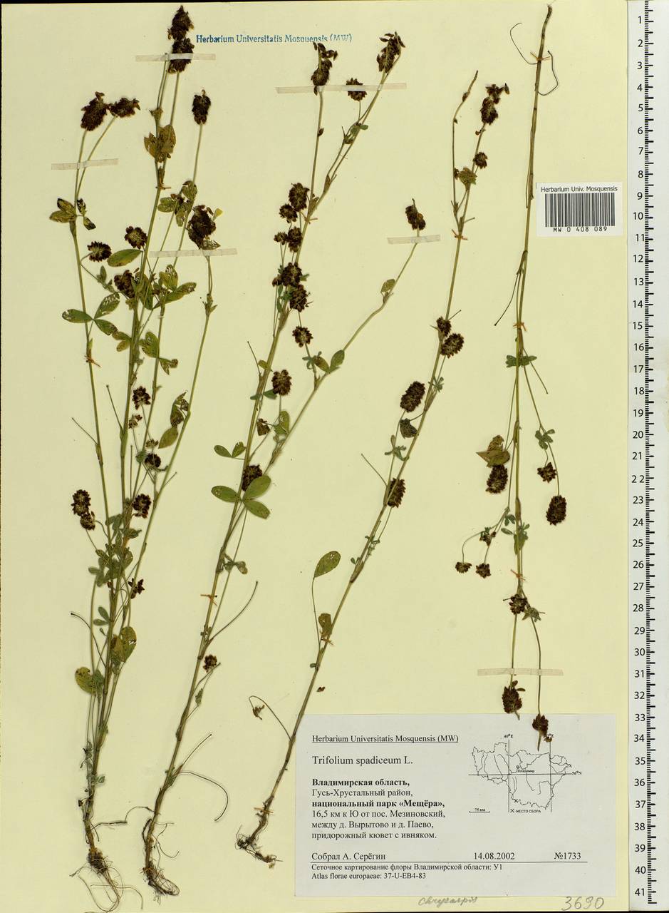 Trifolium spadiceum L., Eastern Europe, Central region (E4) (Russia)
