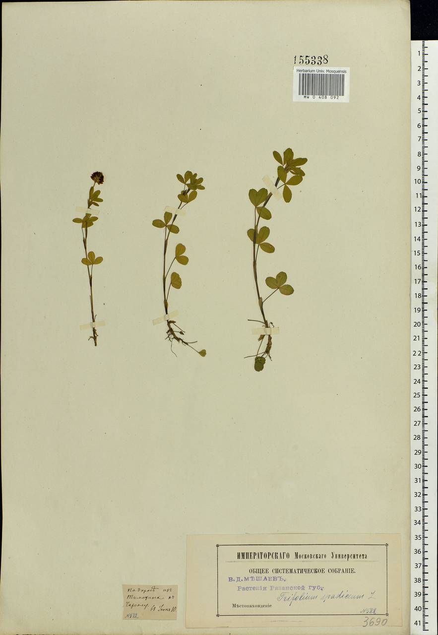 Trifolium spadiceum L., Eastern Europe, Central region (E4) (Russia)