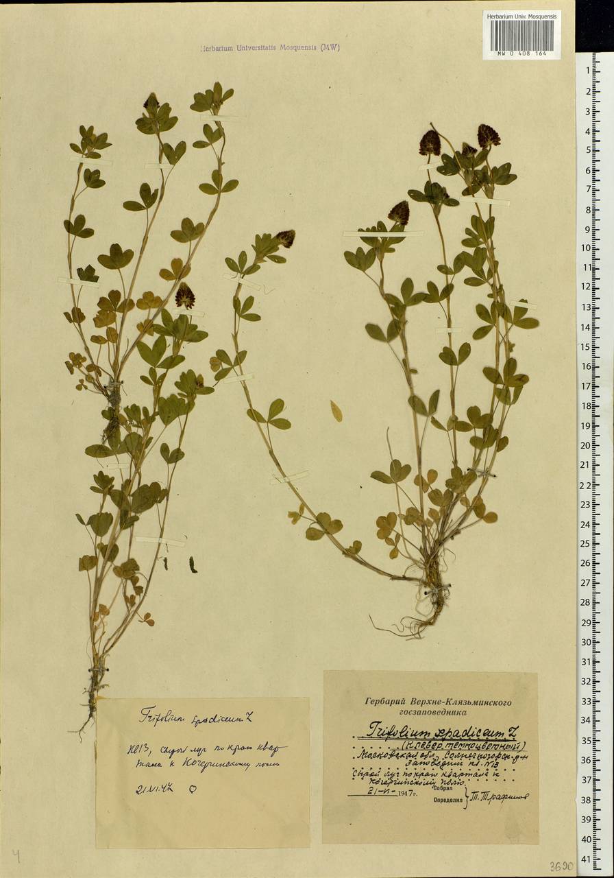 Trifolium spadiceum L., Eastern Europe, Moscow region (E4a) (Russia)