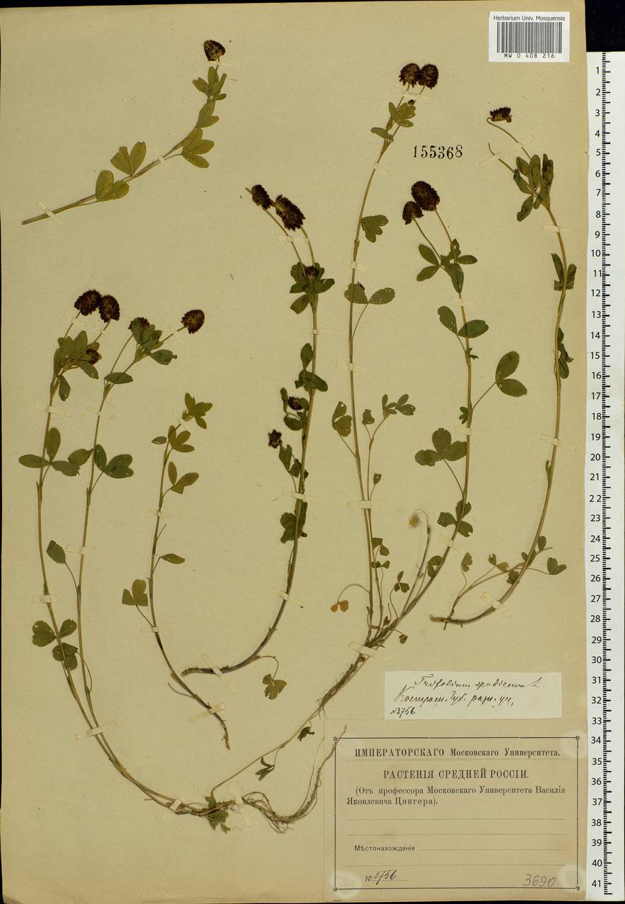 Trifolium spadiceum L., Eastern Europe, Central forest region (E5) (Russia)
