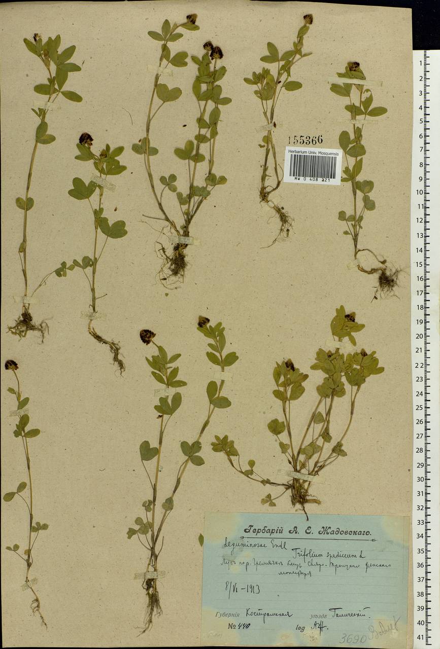 Trifolium spadiceum L., Eastern Europe, Central forest region (E5) (Russia)