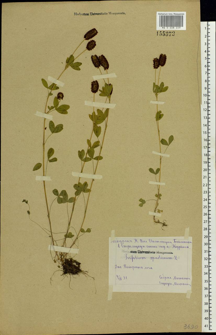 Trifolium spadiceum L., Eastern Europe, Central forest-and-steppe region (E6) (Russia)