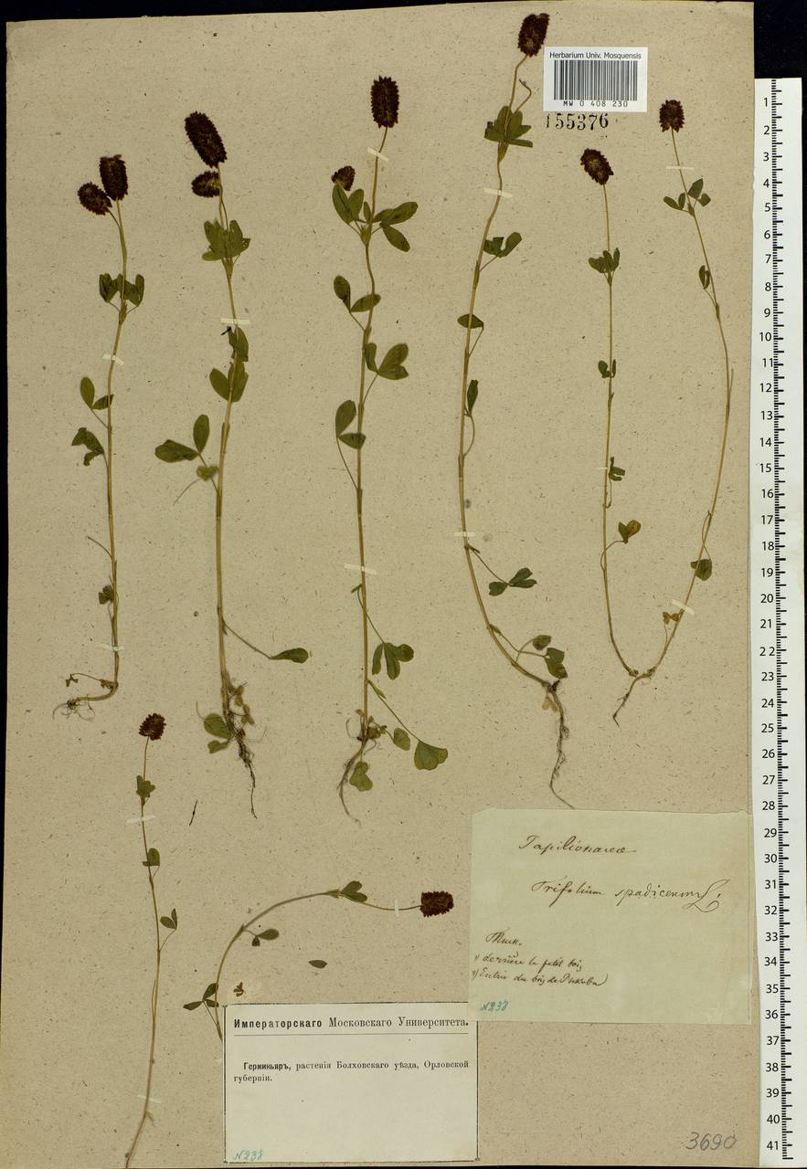 Trifolium spadiceum L., Eastern Europe, Central forest-and-steppe region (E6) (Russia)