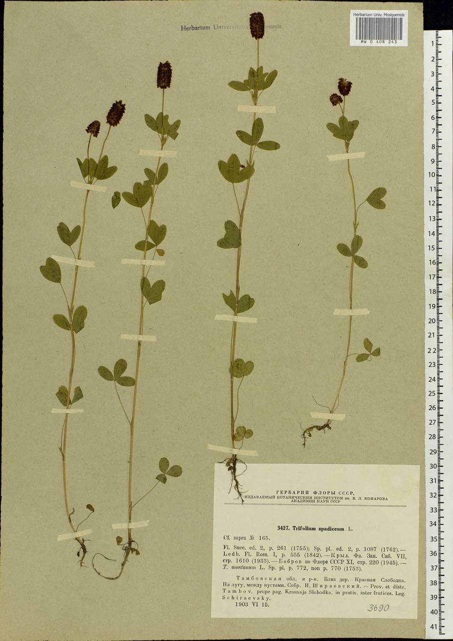 Trifolium spadiceum L., Eastern Europe, Central forest-and-steppe region (E6) (Russia)