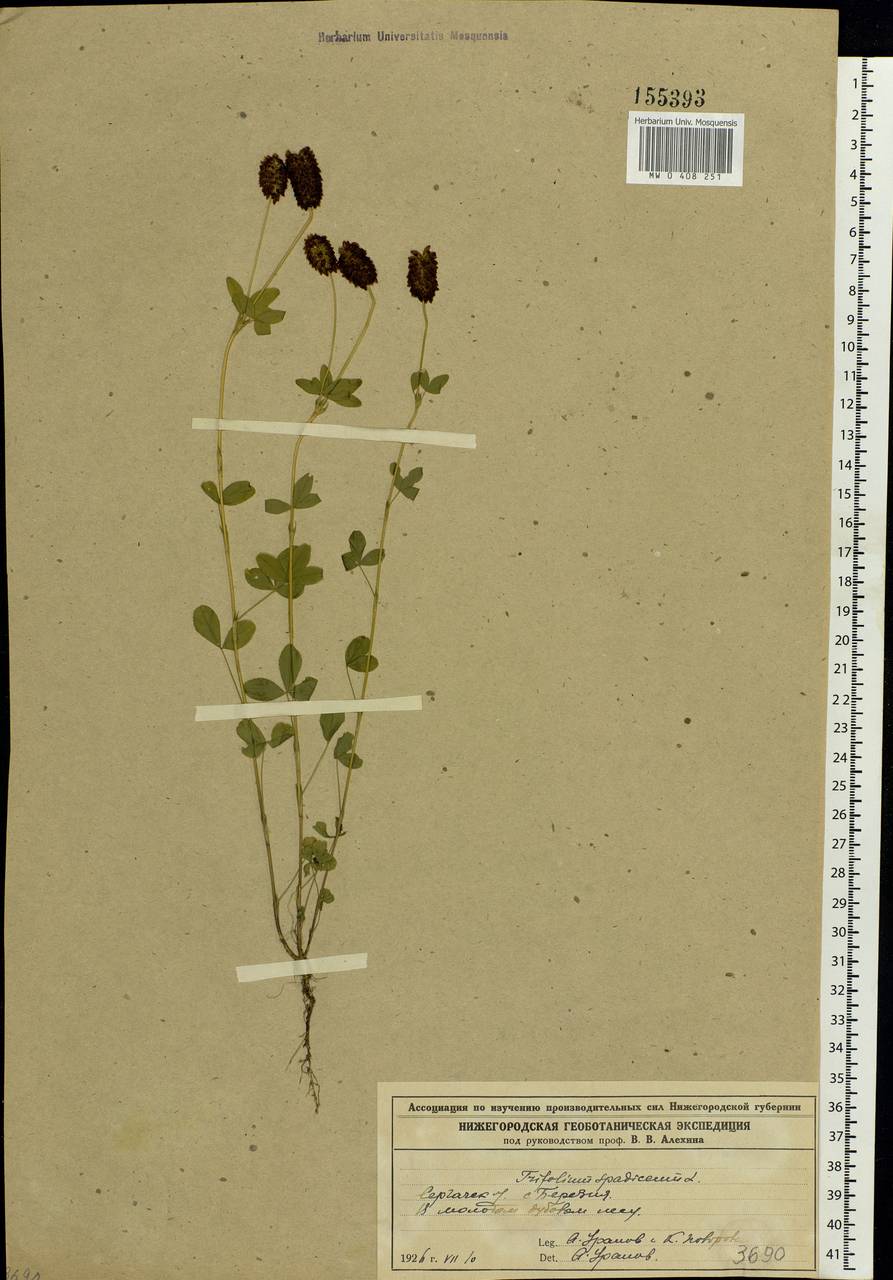 Trifolium spadiceum L., Eastern Europe, Volga-Kama region (E7) (Russia)
