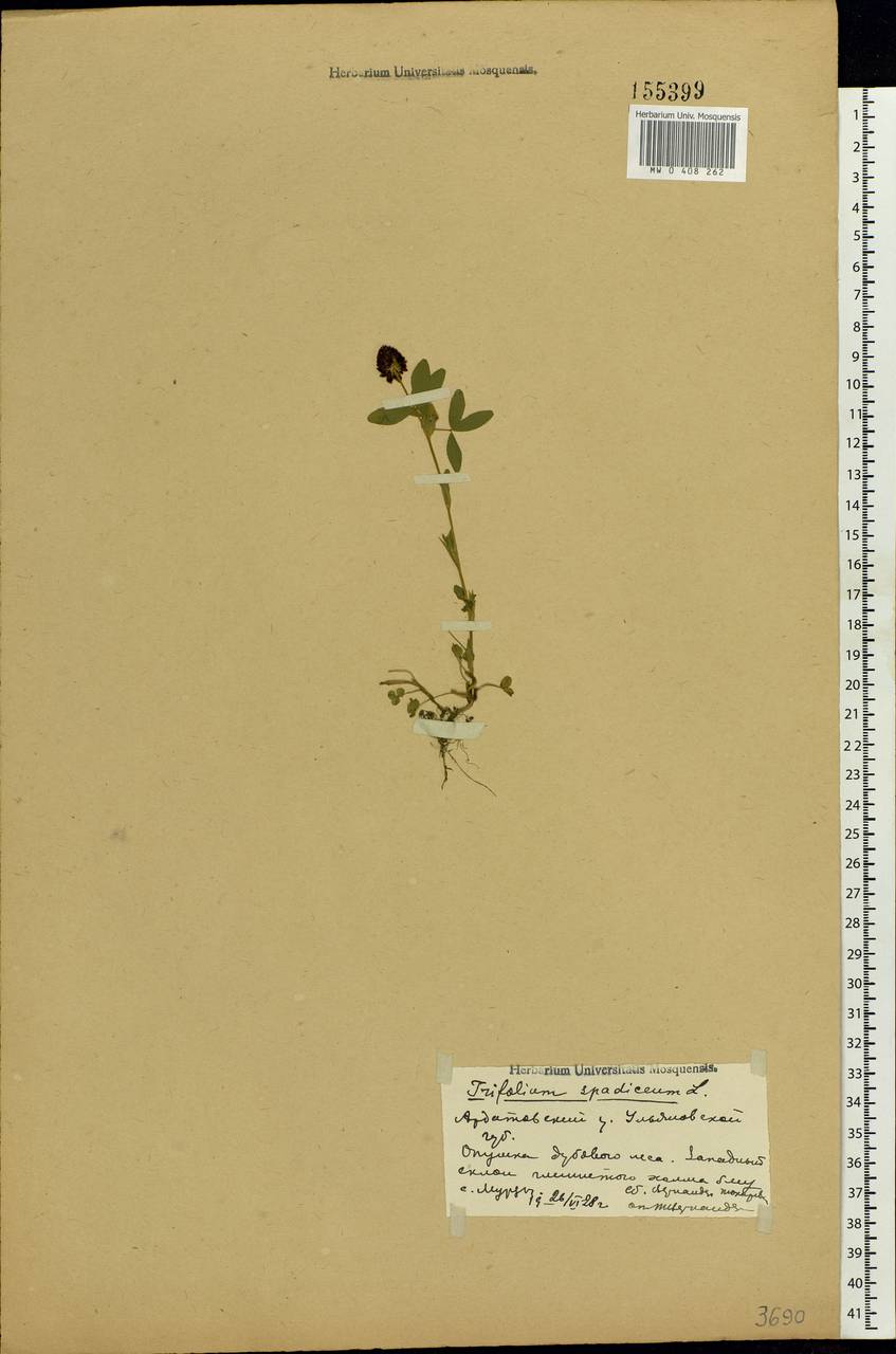 Trifolium spadiceum L., Eastern Europe, Middle Volga region (E8) (Russia)