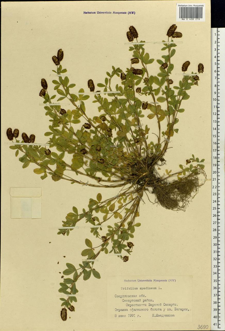 Trifolium spadiceum L., Eastern Europe, Eastern region (E10) (Russia)