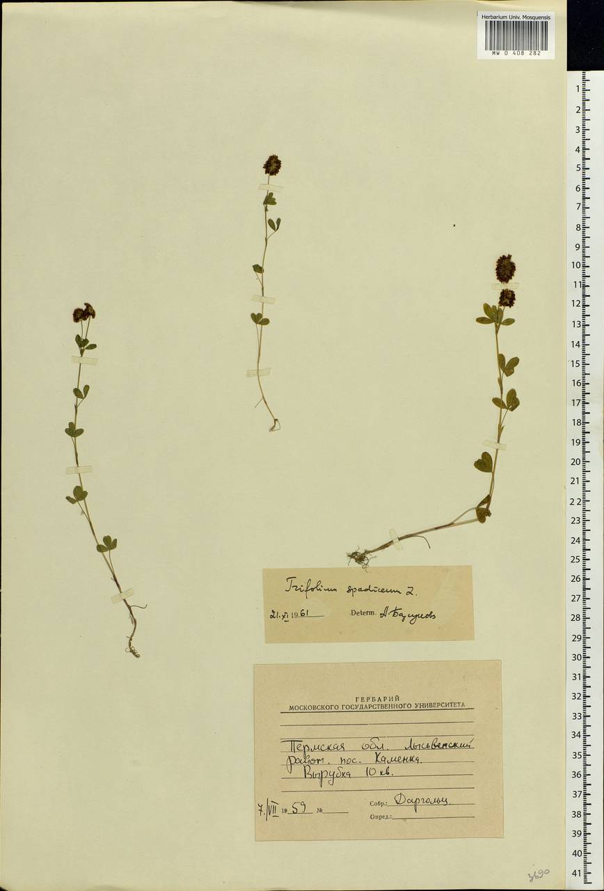 Trifolium spadiceum L., Eastern Europe, Eastern region (E10) (Russia)