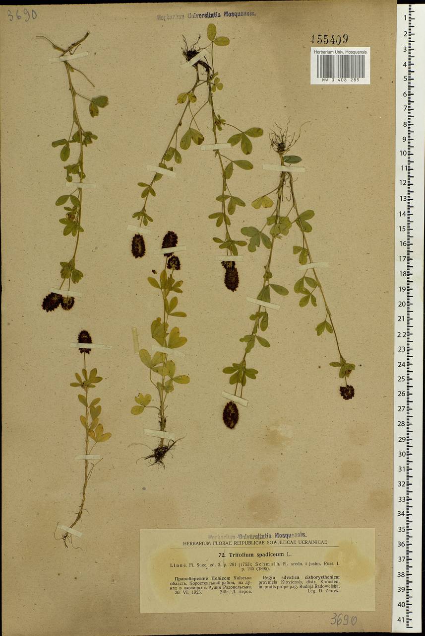 Trifolium spadiceum L., Eastern Europe, North Ukrainian region (E11) (Ukraine)