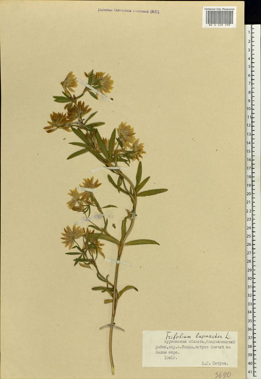 Trifolium lupinaster L., Eastern Europe, Northern region (E1) (Russia)