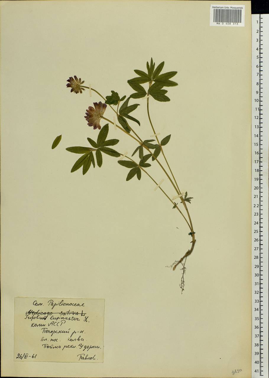 Trifolium lupinaster L., Eastern Europe, Northern region (E1) (Russia)