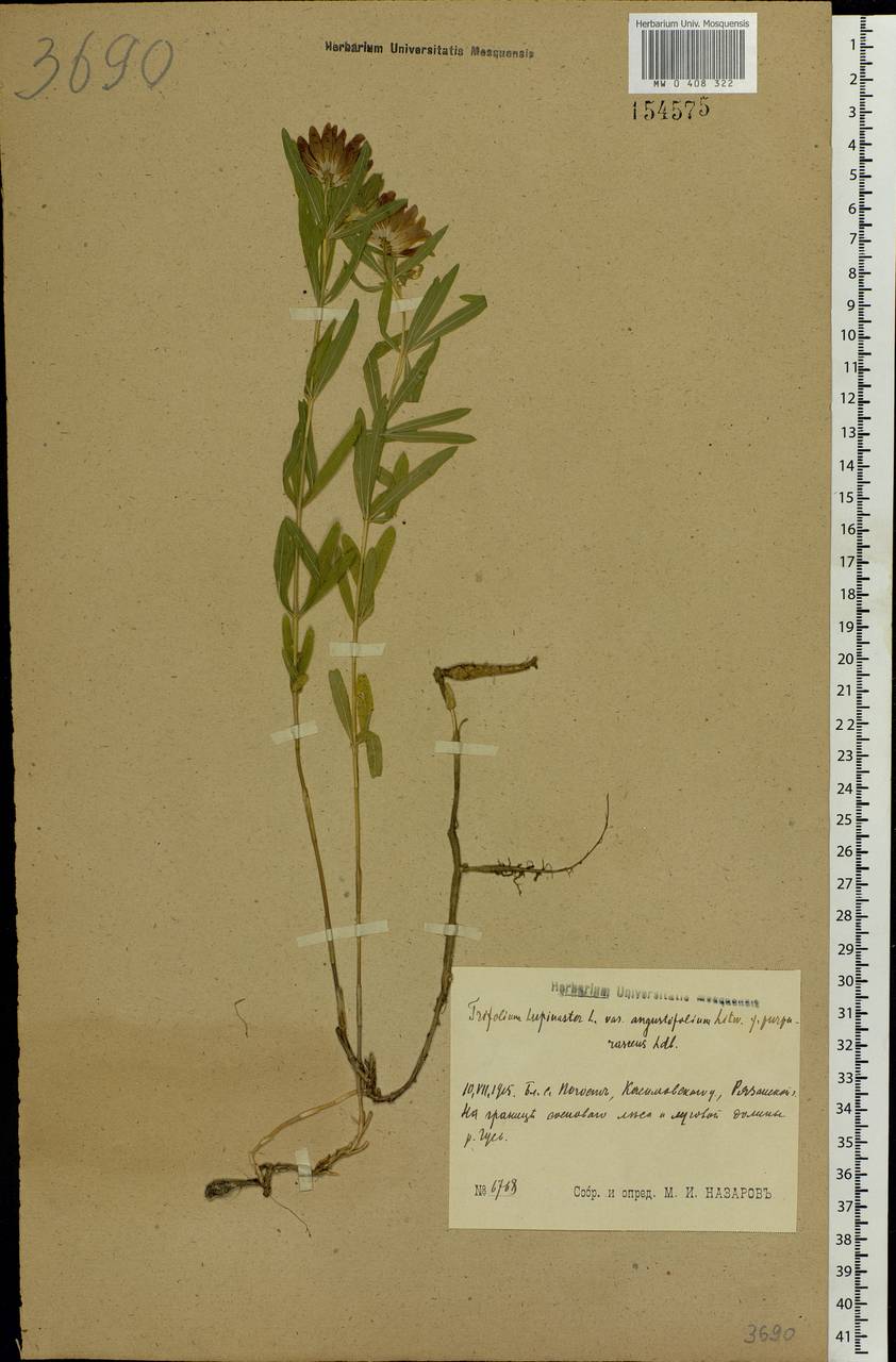 Trifolium lupinaster L., Eastern Europe, Central region (E4) (Russia)