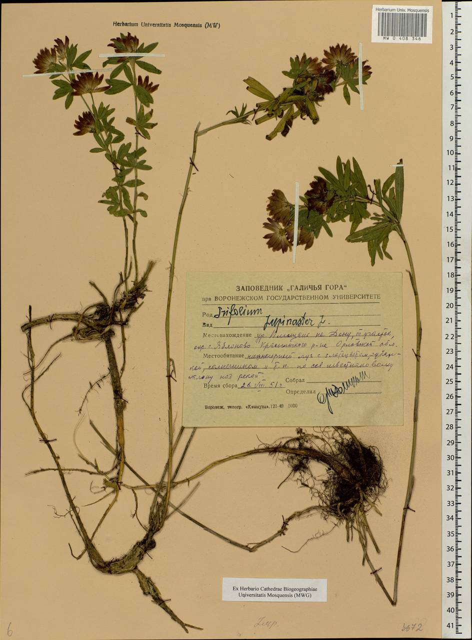 Trifolium lupinaster L., Eastern Europe, Central forest-and-steppe region (E6) (Russia)