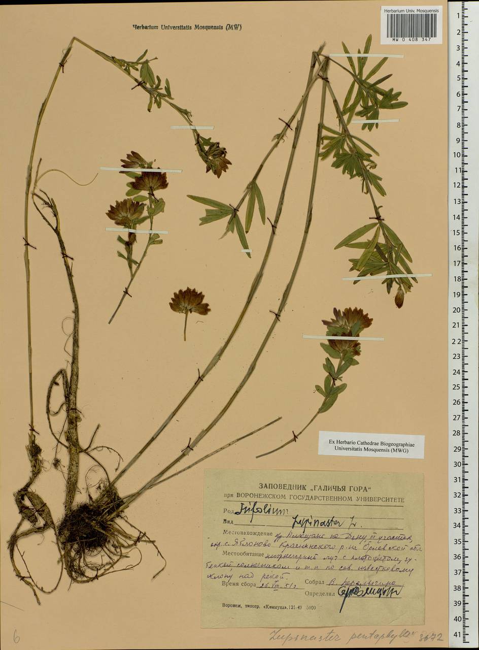 Trifolium lupinaster L., Eastern Europe, Central forest-and-steppe region (E6) (Russia)