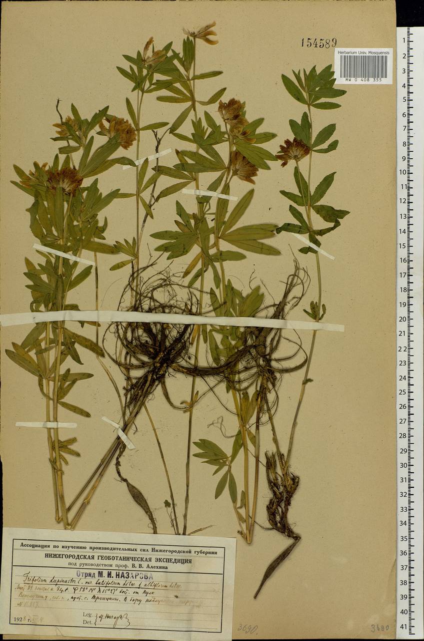 Trifolium lupinaster L., Eastern Europe, Central forest region (E5) (Russia)